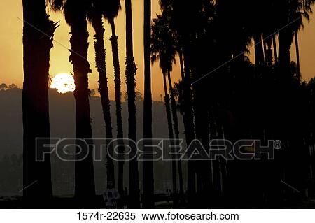 Silhouette of palm trees at sunset View Large Photo Image Stock Photography - Silhouette of palm trees at sunset. Fotosearch