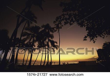 Silhouette of palm trees at Waikiki Beach, Honolulu, Oahu, Hawaii, USA View Large Photo Image Stock Photo - Silhouette of palm trees at Waikiki Beach, Honolulu, Oahu, Hawaii, USA. Fotosearch