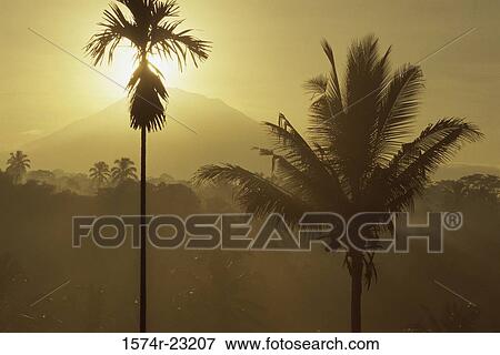 Silhouette of palm trees, Bali, Indonesia View Large Photo Image Stock Photo - Silhouette of palm trees, Bali, Indonesia. Fotosearch