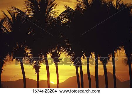 Silhouette of palm trees during a sunset, Rio de Janeiro, Brazil View Large Photo Image Picture - Silhouette of palm trees during a sunset, Rio de Janeiro, Brazil. Fotosearch