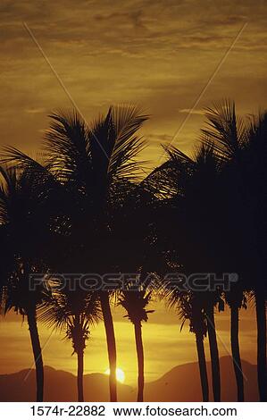 Silhouette of palm trees during a sunset, Rio de Janeiro, Brazil View Large Photo Image Stock Image - Silhouette of palm trees during a sunset, Rio de Janeiro, Brazil. Fotosearch