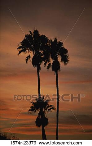 Silhouette of palm trees, La Jolla, California, USA View Large Photo Image Stock Photo - Silhouette of palm trees, La Jolla, California, USA. Fotosearch