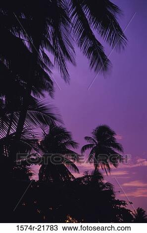 Silhouette of palm trees, Moorea, French Polynesia View Large Photo Image Stock Image - Silhouette of palm trees, Moorea, French Polynesia. Fotosearch