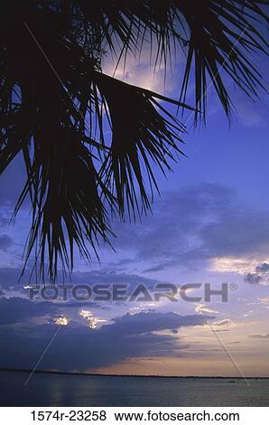 Stock Photo - Silhouette of palm trees on a beach at sunset. Fotosearch