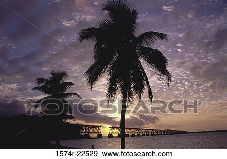 Silhouette of palm trees on a beach, Key West, Florida, USA View Large Photo Image Stock Photo - Silhouette of palm trees on a beach, Key West, Florida, USA. Fotosearch