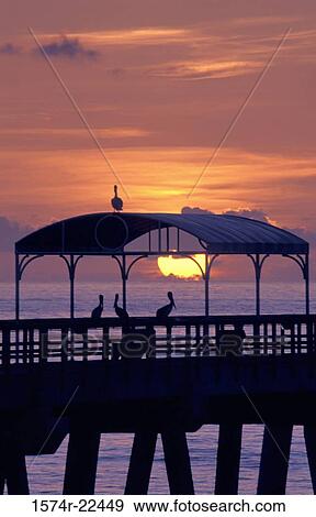 Silhouette of pelicans on a pier at sunset, Lake Worth, Florida, USA View Large Photo Image Stock Photo - Silhouette of pelicans on a pier at sunset, Lake Worth, Florida, USA. Fotosearch