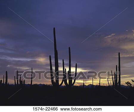 Silhouette of Saguaro Cactus, Red Hills, Saguaro National Park, Arizona, USA (Cereus giganteus) View Large Photo Image Stock Photograph - Silhouette of Saguaro Cactus, Red Hills, Saguaro National Park, Arizona, USA (Cereus giganteus). Fotosearch