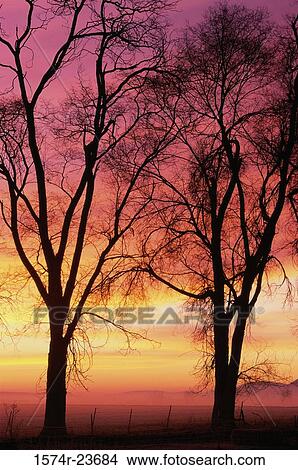Silhouette of trees at dusk, Klamath Wildlife Area, Oregon, USA View Large Photo Image Picture - Silhouette of trees at dusk, Klamath Wildlife Area, Oregon, USA. Fotosearch