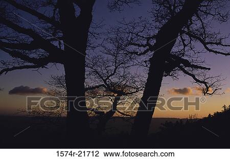 Silhouette of trees during sunset, Santa Cruz Mountains, California, USA View Large Photo Image Stock Image - Silhouette of trees during sunset, Santa Cruz Mountains, California, USA. Fotosearch