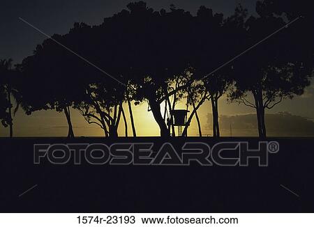 Silhouette of trees, Waimea Bay, Oahu, Hawaii, USA View Large Photo Image Stock Image - Silhouette of trees, Waimea Bay, Oahu, Hawaii, USA. Fotosearch
