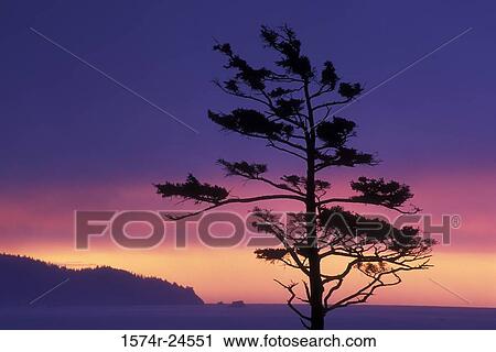 Sitka Spruce Tree Ecola State Park Oregon, USA View Large Photo Image Stock Image - Sitka Spruce Tree Ecola State Park Oregon, USA. Fotosearch