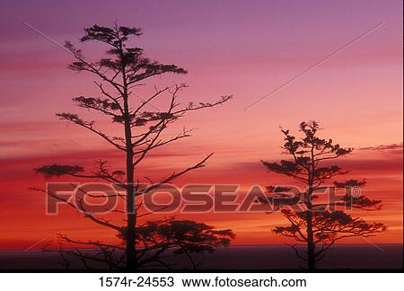 Sitka Spruce Trees Ecola State Park Oregon, USA View Large Photo Image Stock Image - Sitka Spruce Trees Ecola State Park Oregon, USA. Fotosearch