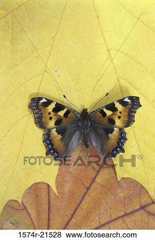 Small Tortoiseshell butterfly View Large Photo Image Stock Photo - Small Tortoiseshell butterfly. Fotosearch