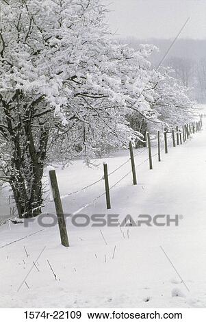 Snow covered trees near a fence View Large Photo Image Stock Photo - Snow covered trees near a fence. Fotosearch