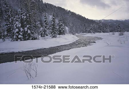 Stock Photo - Snow covered trees near a river. Fotosearch