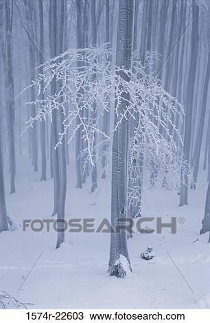 Stock Image - Snow in the forest, Czech Republic. Fotosearch
