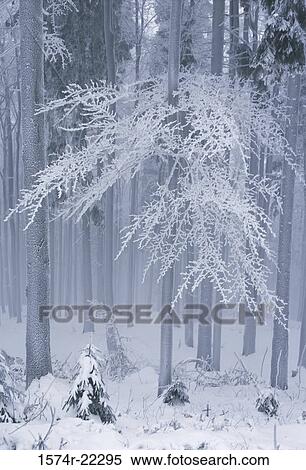 Snow in the forest, Czech Republic View Large Photo Image Stock Photography - Snow in the forest, Czech Republic. Fotosearch