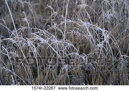 Stock Photo - Snow on tall grass. Fotosearch