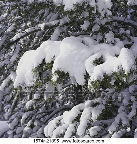 Snow on trees, Sun Valley, Idaho, USA View Large Photo Image Stock Photography - Snow on trees, Sun Valley, Idaho, USA. Fotosearch