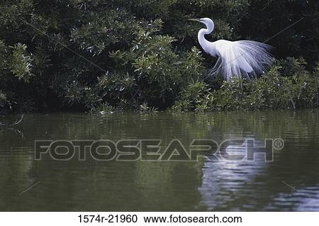 Snowy Egret, Florida, USA View Large Photo Image Stock Image - Snowy Egret, Florida, USA. Fotosearch