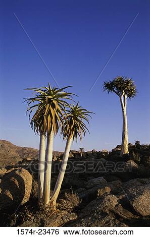 South Africa View Large Photo Image Stock Photograph - South Africa. Fotosearch