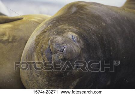Southern Elephant seal sleeping (Mirounga Leonina) View Large Photo Image Stock Image - Southern Elephant seal sleeping (Mirounga Leonina). Fotosearch