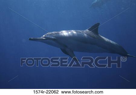 Spinner Dolphin underwater (Stenella longirostris) View Large Photo Image Stock Image - Spinner Dolphin underwater (Stenella longirostris). Fotosearch