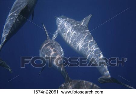 Stock Image - Spinner Dolphins underwater (Stenella longirostris). Fotosearch