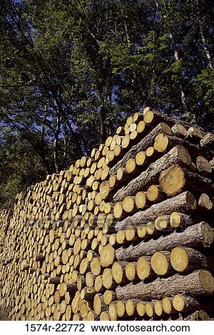 Stock Image - Stack of wood logs. Fotosearch