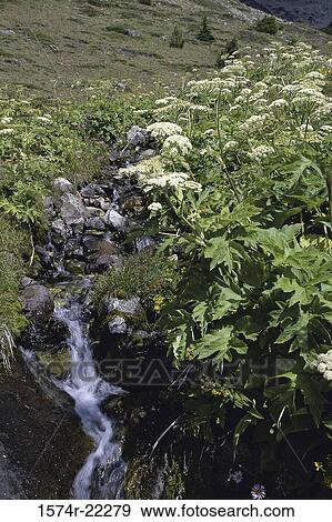 Stream flowing at the Chilcotin Mountains, British Columbia, Canada View Large Photo Image Stock Photo - Stream flowing at the Chilcotin Mountains, British Columbia, Canada. Fotosearch