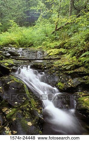 Stock Photo - Stream flowing through a forest, Kinzel Creek, Salmon-Huckleberry Wilderness, Oregon, USA. Fotosearch