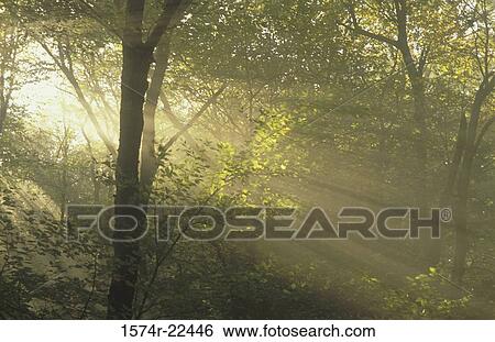 Sunlight shining through trees, Blackwater Falls State Park, West Virginia, USA View Large Photo Image Stock Photograph - Sunlight shining through trees, Blackwater Falls State Park, West Virginia, USA. Fotosearch