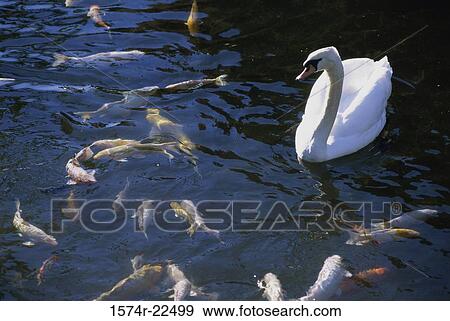 Swan swimming amongst fish in water View Large Photo Image Stock Photo - Swan swimming amongst fish in water. Fotosearch