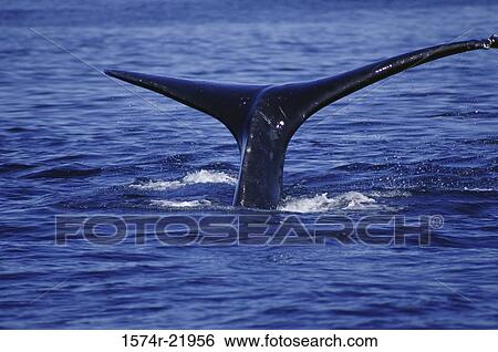 Stock Photograph - Tail of a Right Whale underwater. Fotosearch