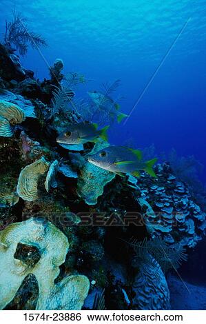 Three fish swimming underwater View Large Photo Image Stock Photograph - Three fish swimming underwater. Fotosearch