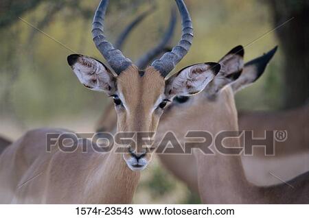 Three impalas standing in a forest (Aepyceros melampus) View Large Photo Image Stock Image - Three impalas standing in a forest (Aepyceros melampus). Fotosearch