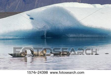 Three seals in water, Jokulsarlon, Iceland View Large Photo Image Stock Photo - Three seals in water, Jokulsarlon, Iceland. Fotosearch