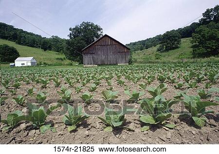 Tobacco field View Large Photo Image Stock Photography - Tobacco field. Fotosearch