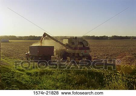 Tractor harvesting a cornfield View Large Photo Image Stock Photo - Tractor harvesting a cornfield. Fotosearch