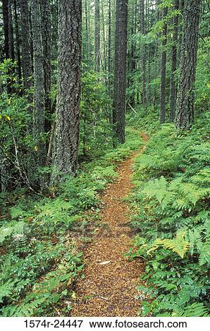 Trail passing through a forest, Salmon River Trail, Salmon-Huckleberry Wilderness, Oregon, USA View Large Photo Image Stock Photo - Trail passing through a forest, Salmon River Trail, Salmon-Huckleberry Wilderness, Oregon, USA. Fotosearch