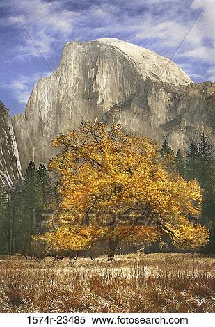 Tree in a field, Half Dome, Yosemite National Park, California, USA View Large Photo Image Stock Photography - Tree in a field, Half Dome, Yosemite National Park, California, USA. Fotosearch