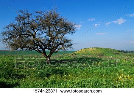 Stock Image - Tree in a field, Keshet, Israel. Fotosearch