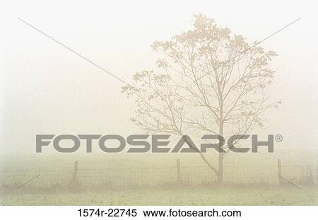 Stock Photography - Tree near a fence in a foggy field. Fotosearch