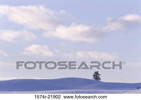 Tree on a hill, Idaho, USA View Large Photo Image Stock Image - Tree on a hill, Idaho, USA. Fotosearch