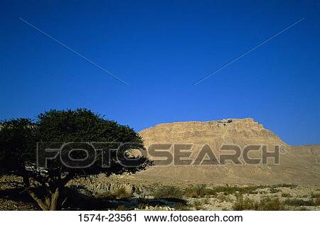Tree on a landscape, Masada, Israel View Large Photo Image Stock Image - Tree on a landscape, Masada, Israel. Fotosearch