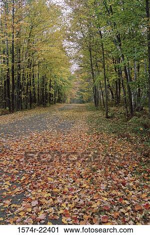 Trees along a road, Wisconsin, USA View Large Photo Image Stock Image - Trees along a road, Wisconsin, USA. Fotosearch