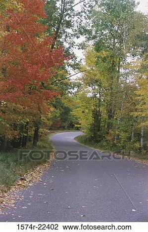 Trees along a road, Wisconsin, USA View Large Photo Image Stock Image - Trees along a road, Wisconsin, USA. Fotosearch