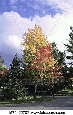 Trees along a road, Wisconsin, USA View Large Photo Image Stock Image - Trees along a road, Wisconsin, USA. Fotosearch