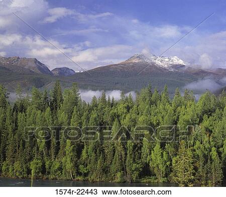 Trees at Altay Mountains, Kanas Lake Nature Reserve, China View Large Photo Image Stock Image - Trees at Altay Mountains, Kanas Lake Nature Reserve, China. Fotosearch