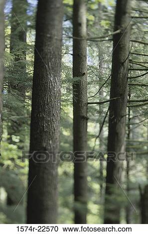 Trees at Capilano Pacific Park, British Columbia, Canada View Large Photo Image Stock Image - Trees at Capilano Pacific Park, British Columbia, Canada. Fotosearch